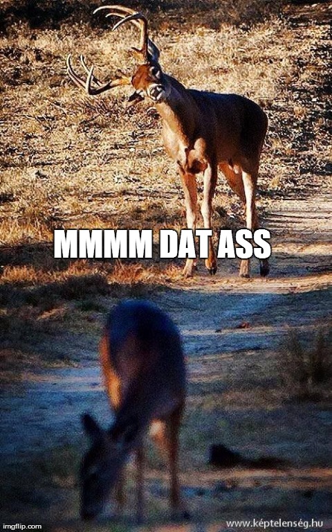 MMMM DAT ASS | image tagged in funny,deer,animals | made w/ Imgflip meme maker