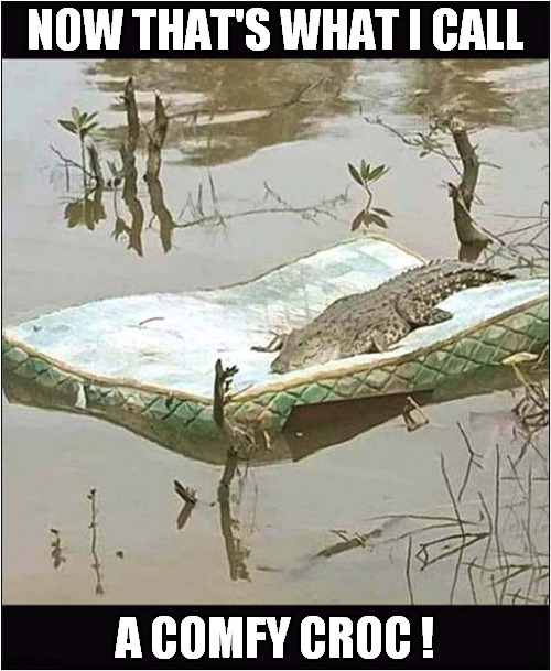 A Convenient  Mattress ! | NOW THAT'S WHAT I CALL; A COMFY CROC ! | image tagged in fun,now thats what i call,crocodile,mattress | made w/ Imgflip meme maker