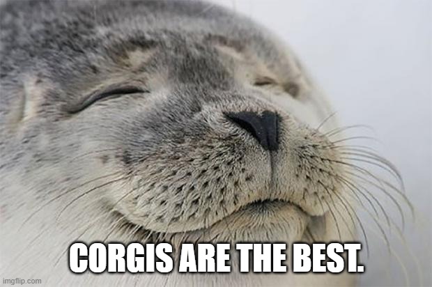 Satisfied Seal Meme | CORGIS ARE THE BEST. | image tagged in memes,satisfied seal | made w/ Imgflip meme maker