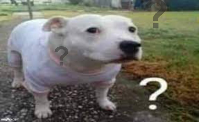 Dog question mark | image tagged in dog question mark | made w/ Imgflip meme maker