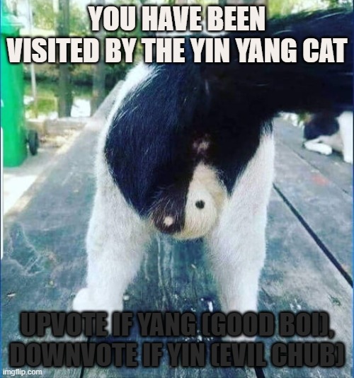 The Yin Yang Cat | YOU HAVE BEEN VISITED BY THE YIN YANG CAT; UPVOTE IF YANG (GOOD BOI), DOWNVOTE IF YIN (EVIL CHUB) | image tagged in cats | made w/ Imgflip meme maker