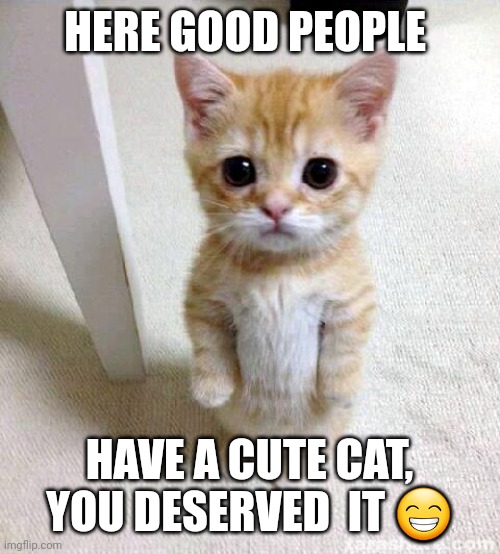 Cute Cat | HERE GOOD PEOPLE; HAVE A CUTE CAT, YOU DESERVED  IT 😁 | image tagged in memes,cute cat | made w/ Imgflip meme maker