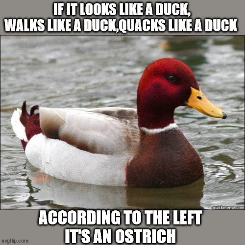make actual bad advice mallard | IF IT LOOKS LIKE A DUCK, WALKS LIKE A DUCK,QUACKS LIKE A DUCK; ACCORDING TO THE LEFT 
IT'S AN OSTRICH | image tagged in make actual bad advice mallard | made w/ Imgflip meme maker