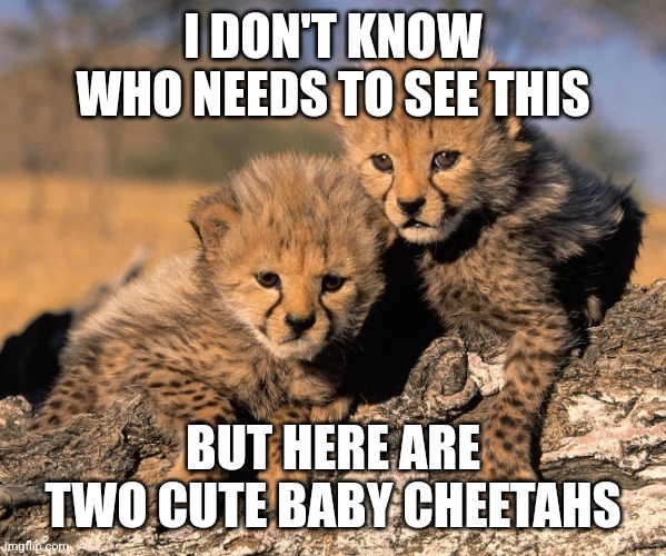 Why not? | I DON'T KNOW WHO NEEDS TO SEE THIS; BUT HERE ARE TWO CUTE BABY CHEETAHS | image tagged in baby cheetahs,cheetah,cute | made w/ Imgflip meme maker