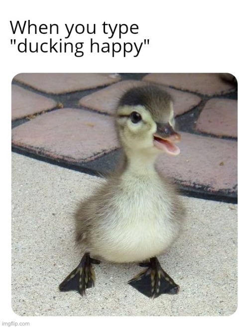 :D | image tagged in ducks,animals,memes,funny,duck,repost | made w/ Imgflip meme maker