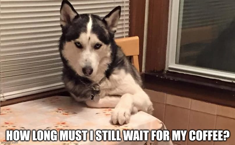 Husky dog | HOW LONG MUST I STILL WAIT FOR MY COFFEE? | image tagged in husky dog | made w/ Imgflip meme maker