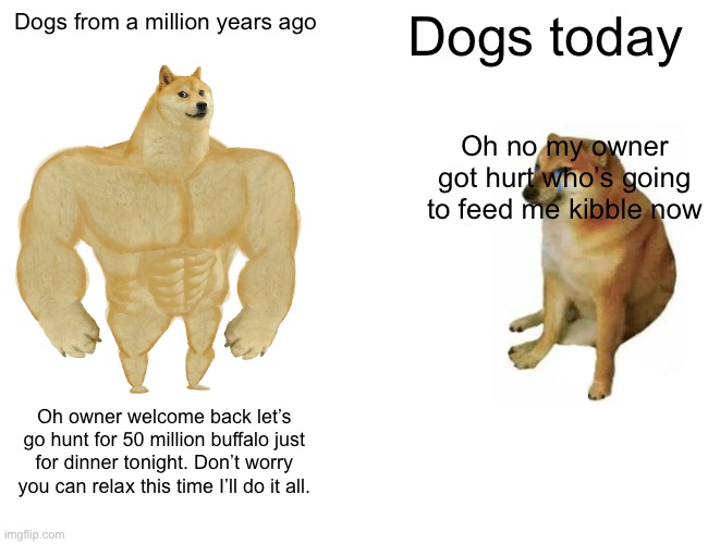 Buff Doge vs. Cheems Meme | Dogs from a million years ago; Dogs today; Oh no my owner got hurt who’s going to feed me kibble now; Oh owner welcome back let’s go hunt for 50 million buffalo just for dinner tonight. Don’t worry you can relax this time I’ll do it all. | image tagged in memes,buff doge vs cheems | made w/ Imgflip meme maker