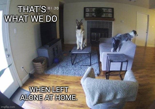 Dogs on camara | THAT'S WHAT WE DO; WHEN LEFT ALONE AT HOME. | image tagged in dogs on camara | made w/ Imgflip meme maker