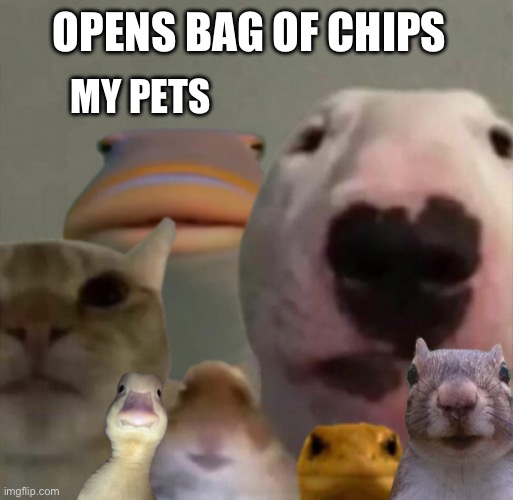 Council of Pets | OPENS BAG OF CHIPS; MY PETS | image tagged in the council remastered,memes | made w/ Imgflip meme maker