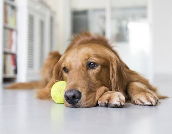 Anjing badmood Blank Meme Template