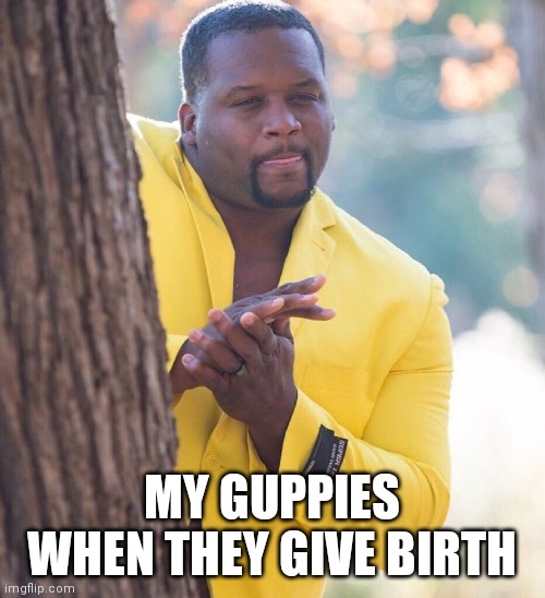 Black guy hiding behind tree | MY GUPPIES WHEN THEY GIVE BIRTH | image tagged in black guy hiding behind tree,AquariumMemes | made w/ Imgflip meme maker