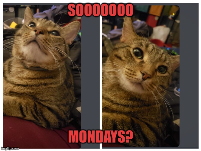 When a cat is bored | SOOOOOOO; MONDAYS? | image tagged in funny cats | made w/ Imgflip meme maker