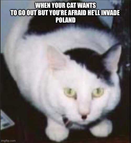 Hitler Kitty | WHEN YOUR CAT WANTS TO GO OUT BUT YOU’RE AFRAID HE’LL INVADE 
POLAND | image tagged in funny kitty | made w/ Imgflip meme maker