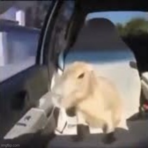 Ok I pull up capybara | image tagged in ok i pull up capybara | made w/ Imgflip meme maker