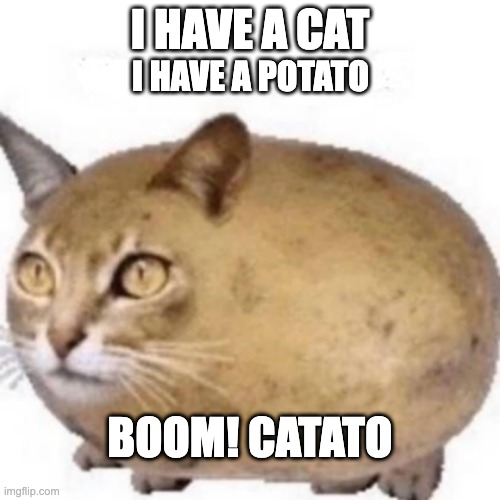 i have a cat, i have a potato | I HAVE A CAT; I HAVE A POTATO; BOOM! CATATO | image tagged in catato | made w/ Imgflip meme maker