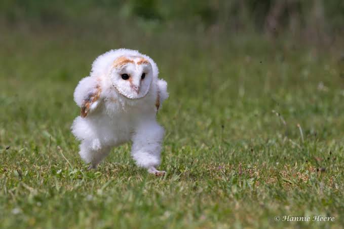 Baby Owl Running Blank Meme Template