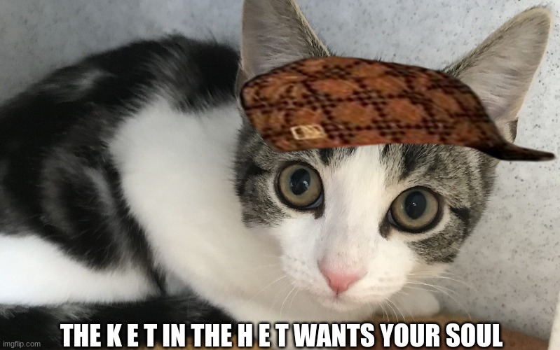 THE K E T IN THE H E T WANTS YOUR SOUL | image tagged in cute cat,cat in the hat | made w/ Imgflip meme maker
