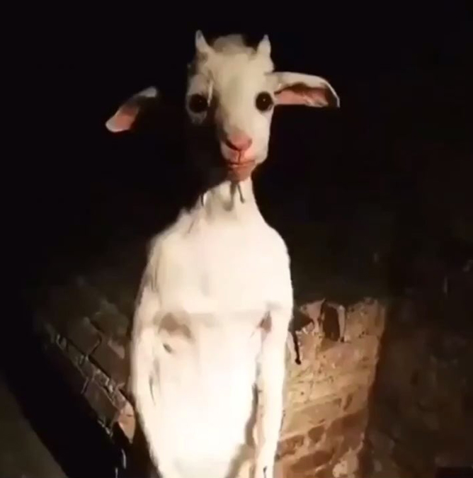Standing Goat Blank Meme Template