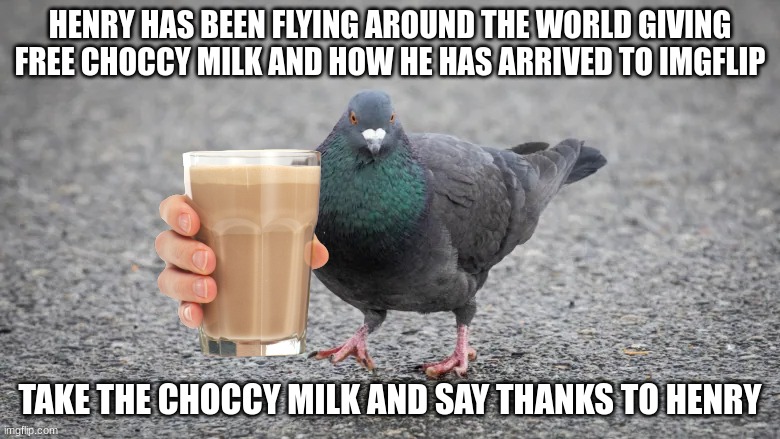 Henry da bord | HENRY HAS BEEN FLYING AROUND THE WORLD GIVING FREE CHOCCY MILK AND HOW HE HAS ARRIVED TO IMGFLIP; TAKE THE CHOCCY MILK AND SAY THANKS TO HENRY | image tagged in pigeon,choccy milk | made w/ Imgflip meme maker