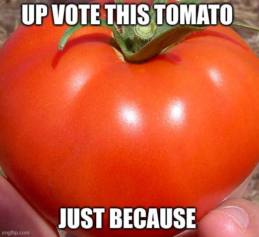 TOMATO | UP VOTE THIS TOMATO; JUST BECAUSE | image tagged in tomato | made w/ Imgflip meme maker