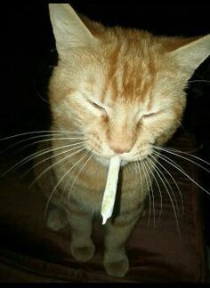 High Quality cat smoker Blank Meme Template
