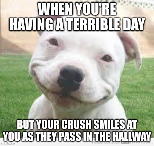 Has this happened to anyone? | WHEN YOU'RE HAVING A TERRIBLE DAY; BUT YOUR CRUSH SMILES AT YOU AS THEY PASS IN THE HALLWAY | image tagged in happy friday puppy | made w/ Imgflip meme maker
