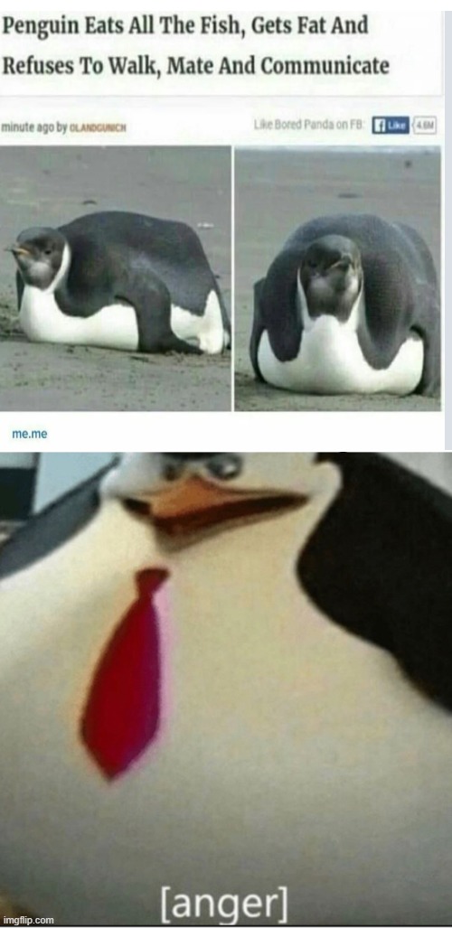 thaat penguin bro | image tagged in memes,blank transparent square,anger | made w/ Imgflip meme maker