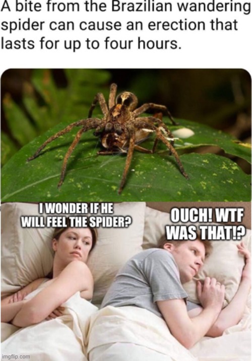 Spider Bites Hard | image tagged in funny memes,nature,damn,husband wife,original meme | made w/ Imgflip meme maker