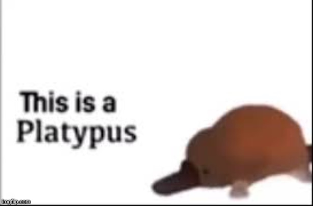 Mozzarella mozzarella will you be my pizza fella | image tagged in platypus,memes,something,i eat dirt,ahahaha,i need help | made w/ Imgflip meme maker
