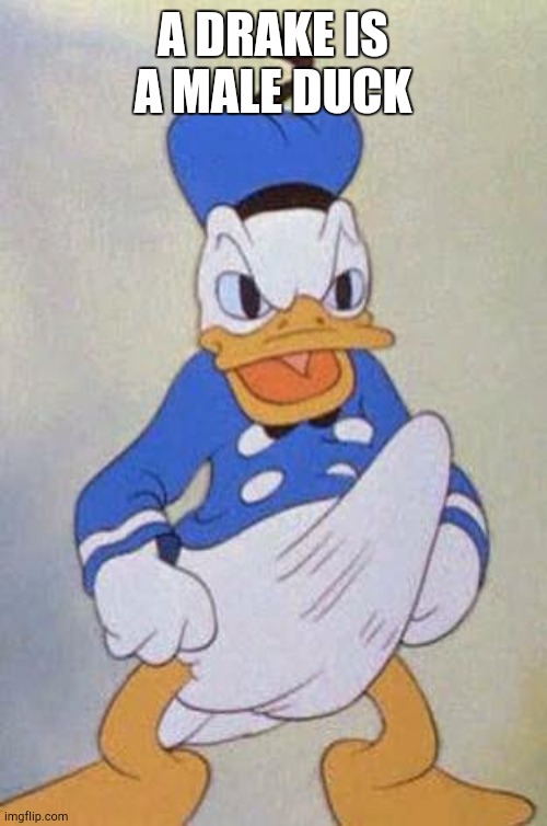 Horny Donald Duck | A DRAKE IS A MALE DUCK | image tagged in horny donald duck | made w/ Imgflip meme maker