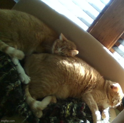 2 of my cats | image tagged in 2 of my cats | made w/ Imgflip meme maker