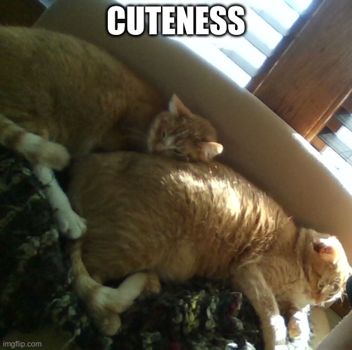 Yes | CUTENESS | image tagged in 2 of my cats | made w/ Imgflip meme maker