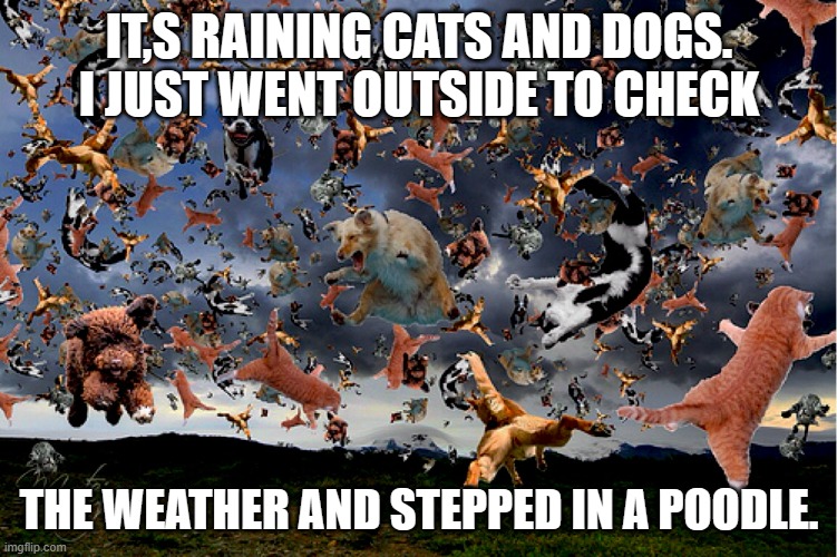 meme by brad raining cats and dogs |  IT,S RAINING CATS AND DOGS. I JUST WENT OUTSIDE TO CHECK; THE WEATHER AND STEPPED IN A POODLE. | image tagged in dogs | made w/ Imgflip meme maker