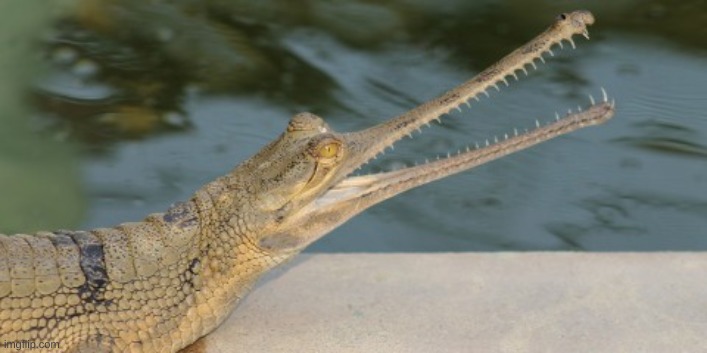 this is the best animal of all time, the gharial | made w/ Imgflip meme maker