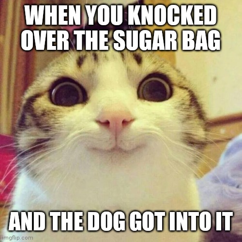 Smiling Cat | WHEN YOU KNOCKED OVER THE SUGAR BAG; AND THE DOG GOT INTO IT | image tagged in memes,smiling cat | made w/ Imgflip meme maker