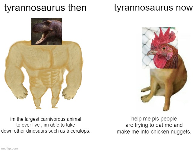 tyrannosaurus then vs now | tyrannosaurus then; tyrannosaurus now; im the largest carnivorous animal to ever live , im able to take down other dinosaurs such as triceratops. help me pls people are trying to eat me and make me into chicken nuggets. | image tagged in memes,buff doge vs cheems | made w/ Imgflip meme maker