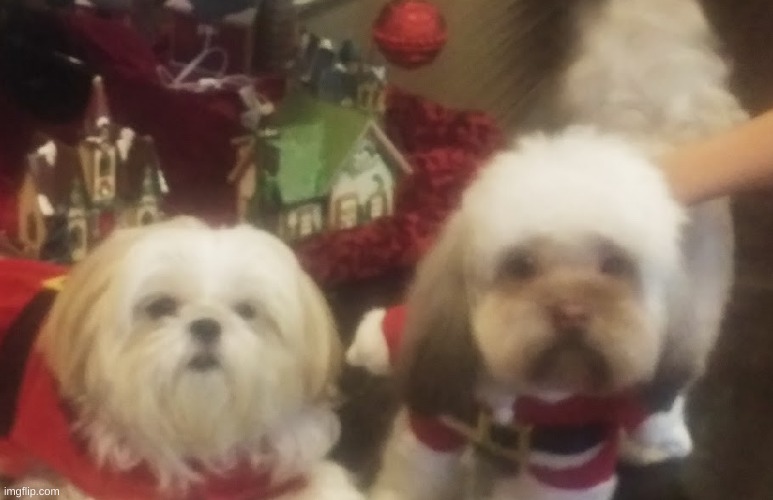 New  Years photo i forgot to post of my dog and a Family Friend's dog | made w/ Imgflip meme maker