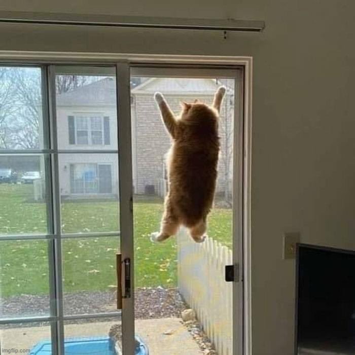Spidey Cat | image tagged in funny cat memes,cat memes,spidey,spiderman,screen | made w/ Imgflip meme maker