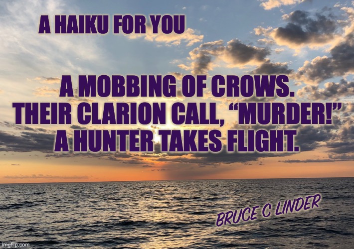A murder of crows | A HAIKU FOR YOU; A MOBBING OF CROWS.
THEIR CLARION CALL, “MURDER!”
A HUNTER TAKES FLIGHT. BRUCE C LINDER | image tagged in crows,mobbing,murder | made w/ Imgflip meme maker