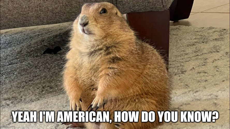 prarie dawg | YEAH I'M AMERICAN, HOW DO YOU KNOW? | image tagged in american | made w/ Imgflip meme maker