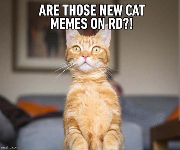 image tagged in cats,reddit | made w/ Imgflip meme maker