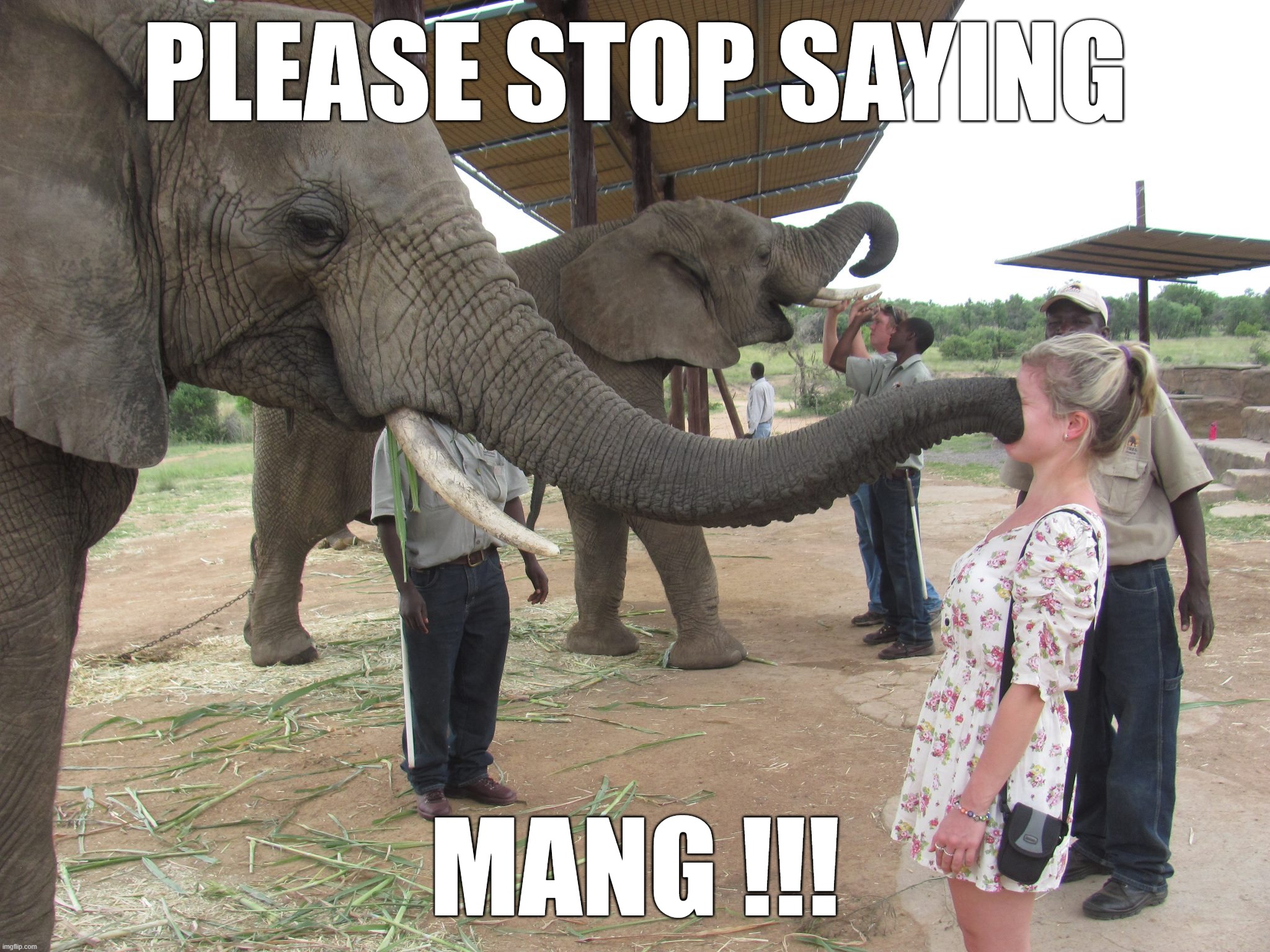Please Stop Saying Mang! |  PLEASE STOP SAYING; MANG !!! | image tagged in elephant wants you to,fun,please stop,mang,words | made w/ Imgflip meme maker