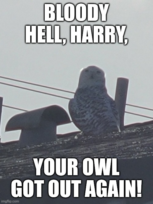 Not a Harry Potter fan, but I know a lot about itnfrom family and friends | BLOODY HELL, HARRY, YOUR OWL GOT OUT AGAIN! | image tagged in owl | made w/ Imgflip meme maker