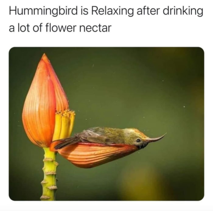 High Quality Hummingbirb Blank Meme Template