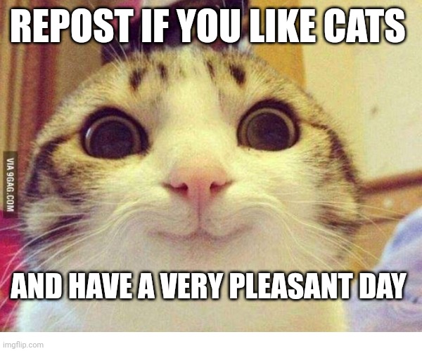 I hope this makes your day ❤️ | REPOST IF YOU LIKE CATS; AND HAVE A VERY PLEASANT DAY | image tagged in cats,stop reading the tags | made w/ Imgflip meme maker