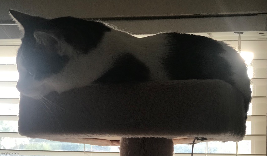 Image of my kitten taking a nap atop my 5.5’ cat tree | image tagged in picture,cats | made w/ Imgflip meme maker