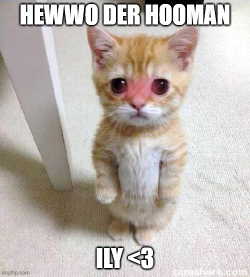 hewwo der hooman? | HEWWO DER HOOMAN; ILY <3 | image tagged in memes,cute cat | made w/ Imgflip meme maker