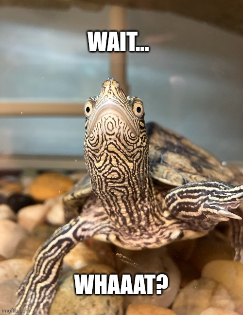 Question Turtle? | WAIT... WHAAAT? | image tagged in turtle,what,confused,surprise,animals,question | made w/ Imgflip meme maker