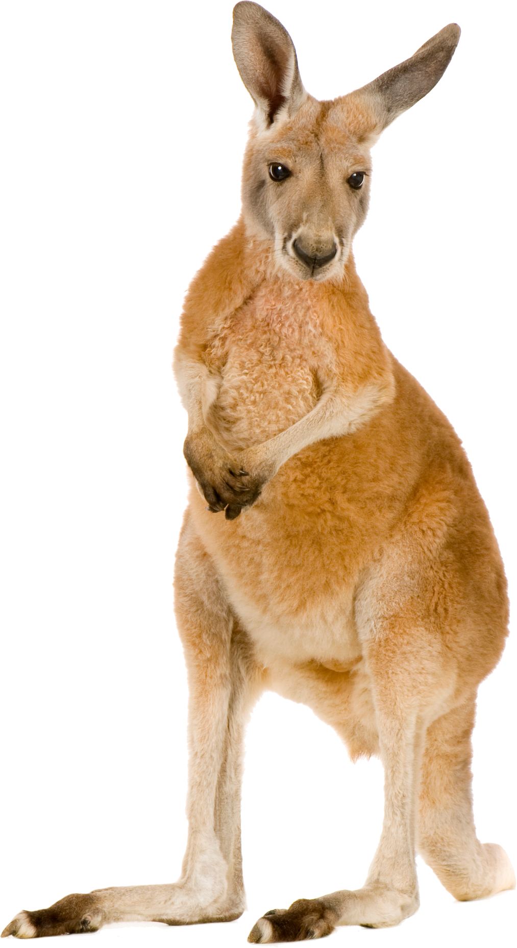 Kangaroo Blank Meme Template