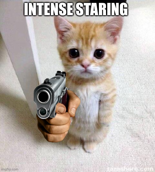 Cute Cat | INTENSE STARING | image tagged in memes,cute cat | made w/ Imgflip meme maker